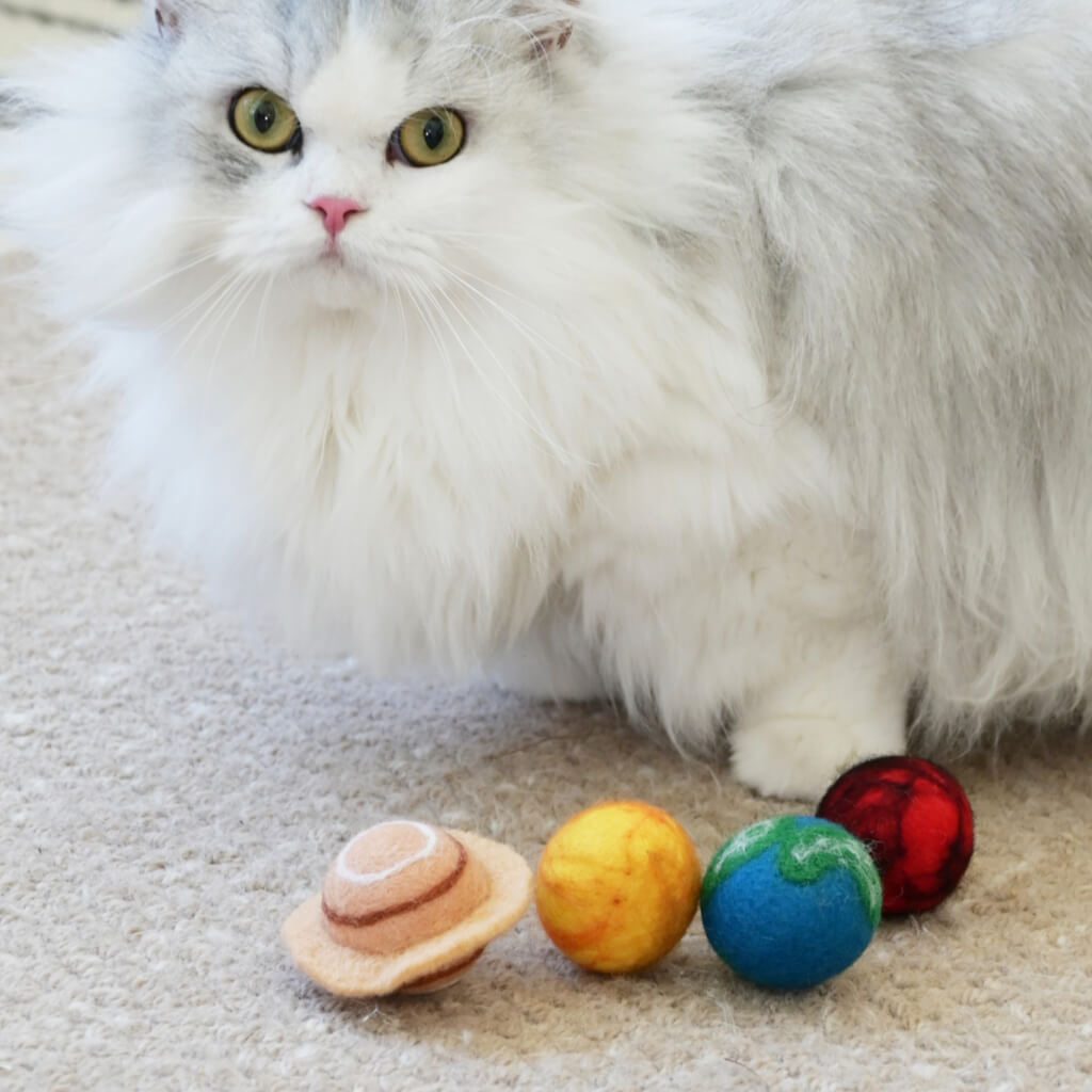 White cat sitting on a carpet with colorful cat toys in front of it
