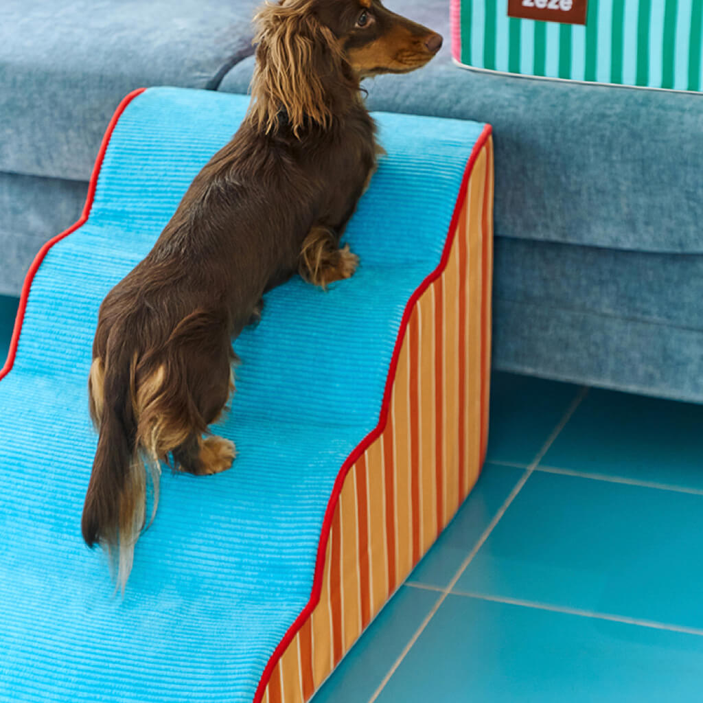 Dog perched on top step of ZEZE foam pet stairs in living room—safe, anti-slip access to couch.